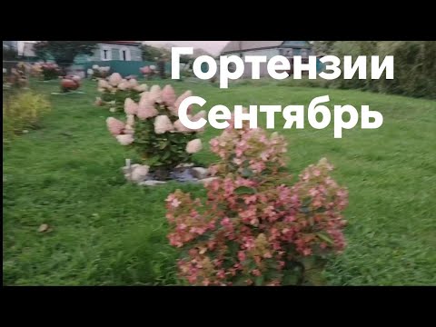Видео: Гортензии/ поляна/ сентябрь