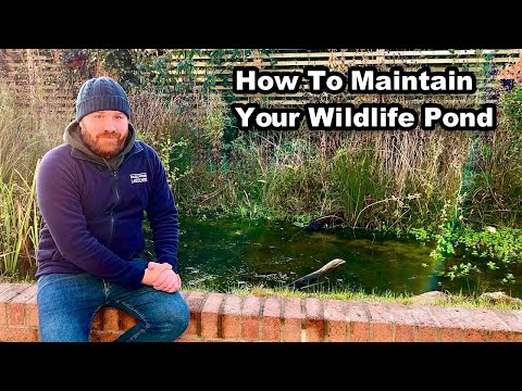 Видео: Как содержать пруд для диких животных осенью и зимой