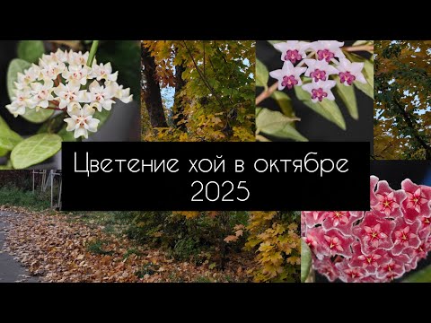 Видео: Цветение хой в октябре 2025