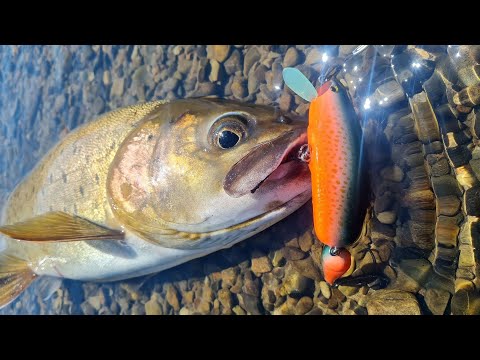 Видео: Хабаровский край, рыбалка, Таймень, Щука, Ленок.