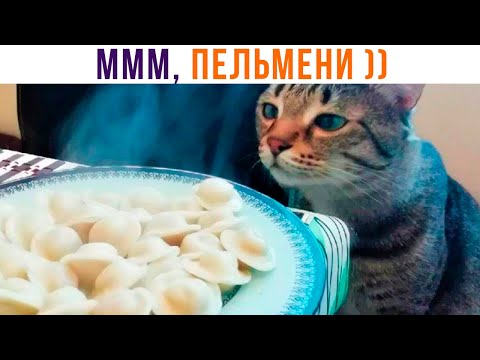 Видео: МЯСО В БЕЛЫХ ХАЛАТАХ (ЛЕЧЕБНОЕ) ))) Приколы с котами | Мемозг 1258