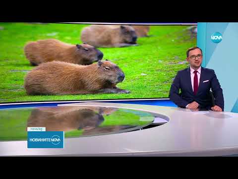 Видео: Зоопаркът в Бургас се сдоби с нови екзотични гризачи - Новините на NOVA (24.03.2023)