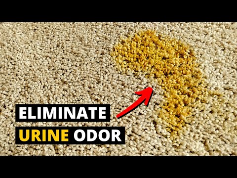 Видео: Как удалить запах мочи домашних животных с ковра с помощью ферментов
