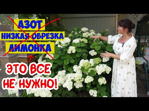 Видео: Почему не цветут гортензии? РВУ ШАБЛОНЫ! Делаю всё наоборот и это работает!