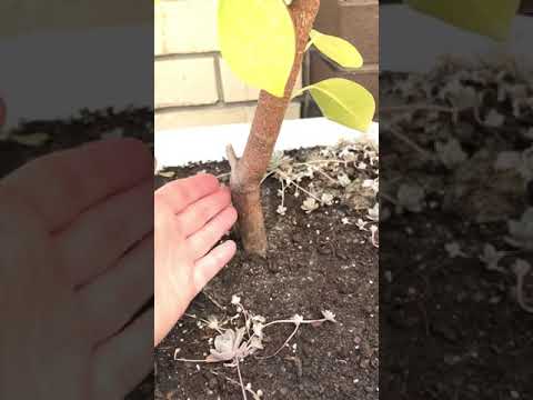 Видео: Маракуйя Северная, агрессор. Гуава и прочее