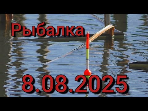 Видео: Рыбалка на поплавок 8 августа 2025 г. На лесном озере!Он Здесь!Крупный Карась под корягами.Рыбалка 