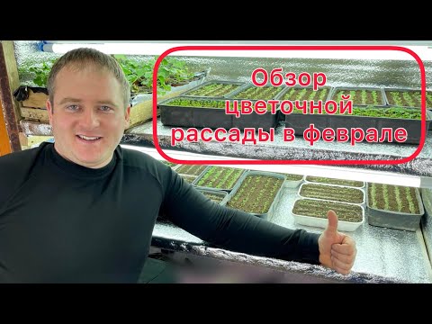 Видео: Цветочная рассада в февраля