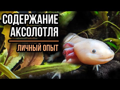 Видео: Содержание аксолотля.  Личный опыт.