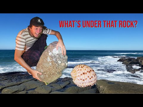 Видео: ЧТО ПОД ЭТИМ КАМНЕМ? Выпуск 1! Ракушки во время отлива: как найти ракушки в Австралии!