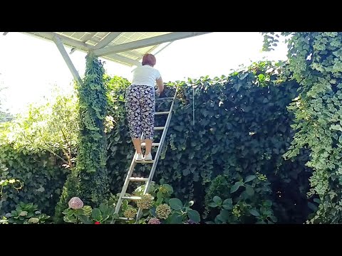 Видео: ПЛЮЩ - ВЕЛИКИЙ И УЖАСНЫЙ. Эффектное растение для уникального  садового ландшафта. Сложности в уходе.