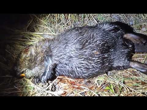 Видео: Охота НА БОБРА с пневматикой РСР Насадка henbaker NV-710