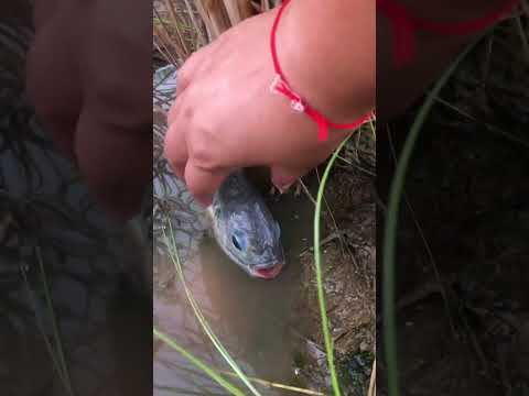 Видео: fishing, і так буває #shorts