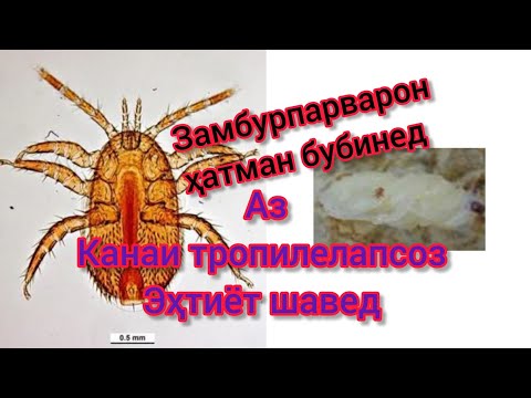 Видео: Мубориза бар зидди тропилелапсоз.   #замбурпарварон ҳатман бубинед!!!!!