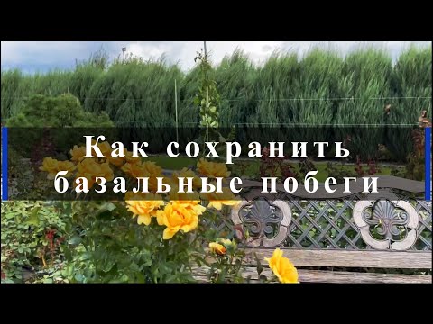 Видео: Как сохранить базальные побеги . Питомник растений Е. Иващенко