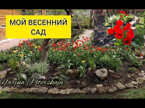 Видео: Мой весенний сад.Обзор.