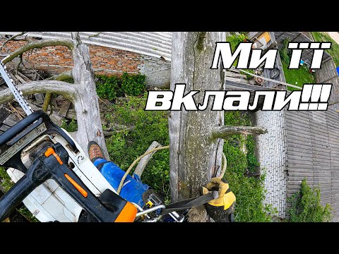 Видео: Валимо сосну між гаражами