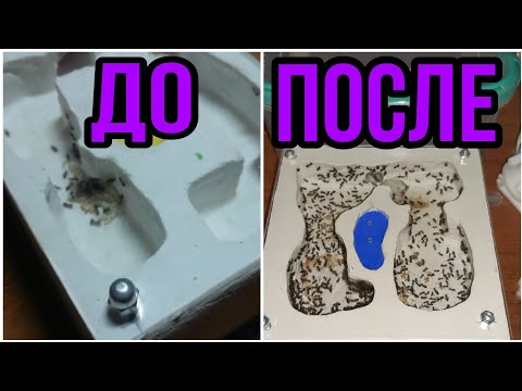 Видео: Обзор и кормление всех моих колоний.