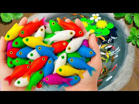 Видео: Поймайте пресноводных аквариумных рыбок в небольшом пруду: сомов, черепах, гуппи, рыбу-собаку, уг...