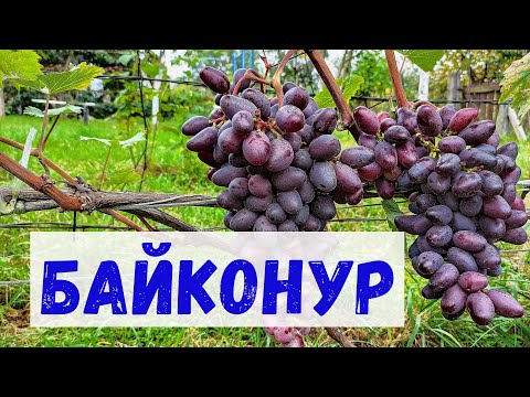 Видео: ВИНОГРАД БАЙКОНУР