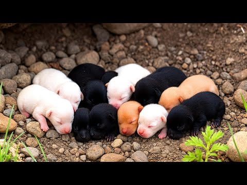 Видео: Я и подумать не мог, что здесь живёт столько милых щенков.🐶🐕🥰😘❤❤❤