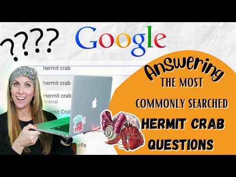 Видео: Отвечаем на самые популярные вопросы о раке-отшельнике в Google