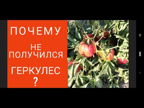Видео: Ошибки при выращивании перца Геркулес F1 в открытом грунте.