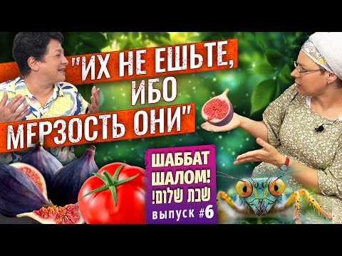Видео: Насекомые и кашрут/ Идолы и праведники/ Пауки и Маген Давид