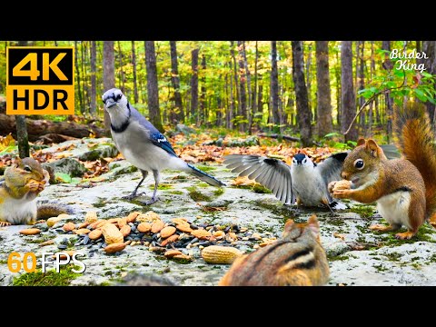 Видео: КОШКА ТВ 😺🐦 Осенние забавы птиц и белок 🐿 4K HDR 60FPS