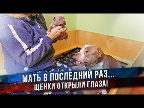 Видео: Это её последние щенки! Больше она никогда не будет мамой.