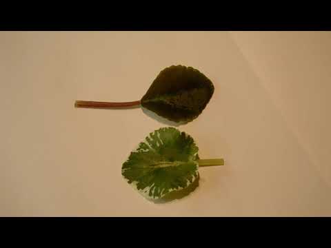 Видео: 🍀3 простых способа укоренения черенка фиалки. Как размножить фиалку листом