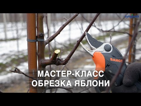 Видео: Мастер-класс. Обрезка яблони от А до Я. ФХ ВСК САД.