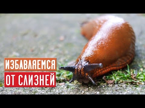 Видео: Безопасные способы борьбы со слизнями ⚡ 100% результат / Садовый гид