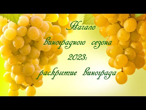 Видео: Раскрытие винограда. Сезон 2023