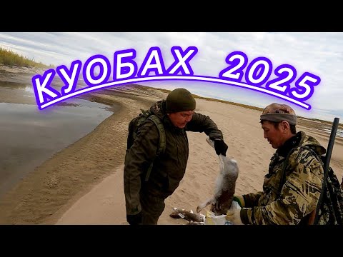 Видео: Охота на зайца в Якутии 2025г.