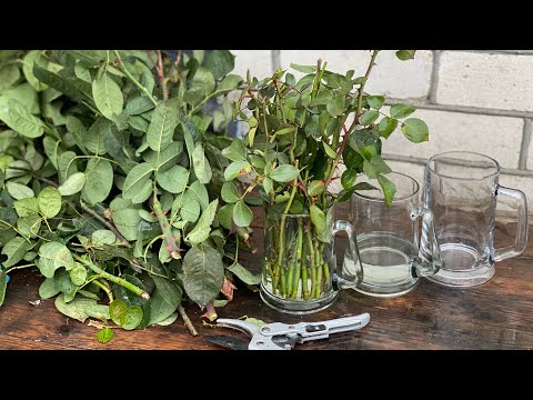 Видео: А  Ви вже  обрізали троянди .??  НАЙПРОСТІШИЙ  СПОСІБ  УКОРІНЕННЯ ТРОЯНД.