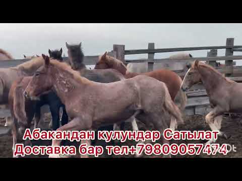 Видео: Абакандан кулундар сатылат заказ кылсанар болот.