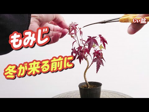 Видео: [Давайте поработаем над японскими кленами перед зимой! ] / Для начинающих / Как сделать бонсай