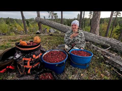 Видео: СБОР БРУСНИКИ ГРАБЛЯМИ. ГРЕБЁМ ЯГОДЫ НА ПРОДАЖУ. ВЗЯЛ ДЕВУШКУ В ЛЕС И НЕ ПОЖАЛЕЛ. СЕМЕЙНЫЙ ПРОМЫСЕЛ