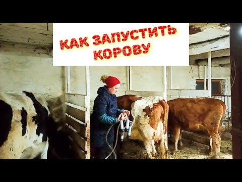 Видео: ВАЖНО! КАК ЗАПУСТИТЬ КОРОВУ.ОШИБКИ  КОРМЛЕНИЯ В СУХОСТОЙНЫЙ ПЕРИОД И ПОСЛЕ ОТЁЛА