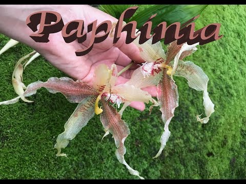 Видео: Как выращивать Paphinia