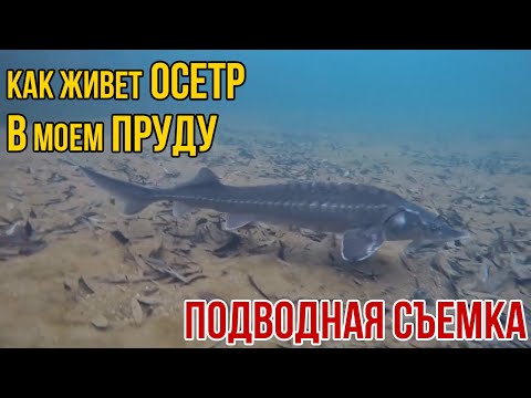 Видео: ОСЕТР - Подводная съемка | Дачный Пруд для осетра | почему осетр лучшая рыба для дачного пруда