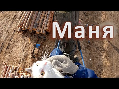 Видео: А я в переноску не пойду!