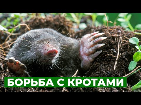Видео: Надоели КРОТЫ на участке? Лучшее средство от кротов!