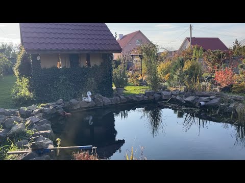 Видео: Мій ставок на дачі: рай чи катастрофа? Перевіримо!