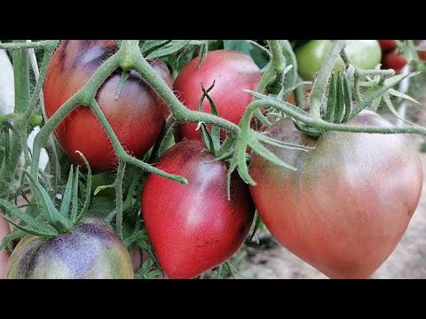 Видео: ЛУЧШИЕ СОРТА ТОМАТОВ НА 2026 ГОД! 