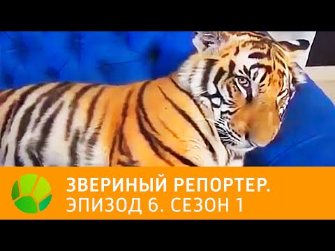 Видео: Звериный репортер. Эпизод 6. Сезон 1 | Живая Планета