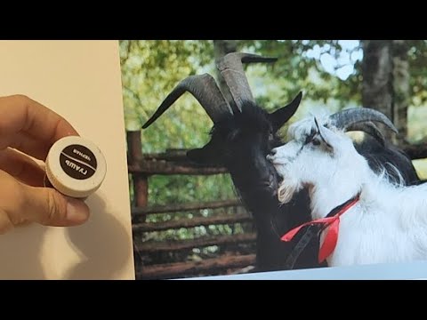 Видео: Эфир Наброски Животных Черная Гуашь Самоизоляция