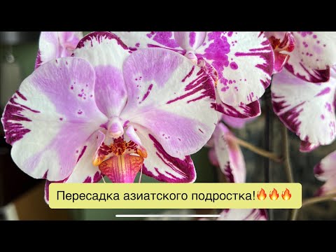 Видео: После 10-ти месяцев роста азиатский подросток получает взрослый горшок!😄💪🏻👌🏻