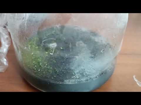 Видео: Посев семян орхидей дома🌸получилось прорастить протокорны😊