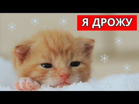 Видео: Признаки того, что ваша кошка замерзла